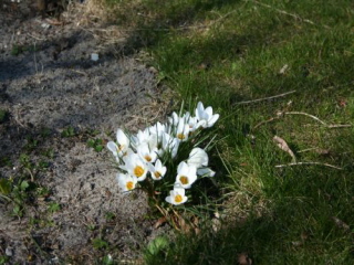 Crocus 'Ard Schenk'  bestellen